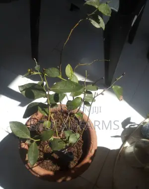Blueberry Seedlings