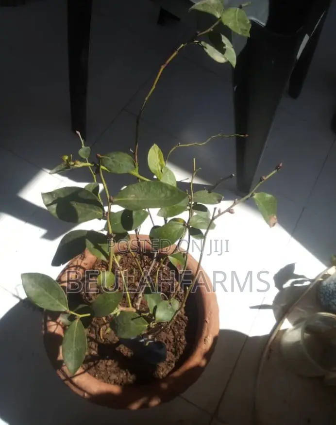 Blueberry Seedlings