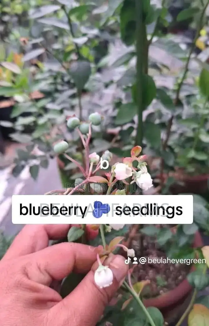Blueberry Seedlings