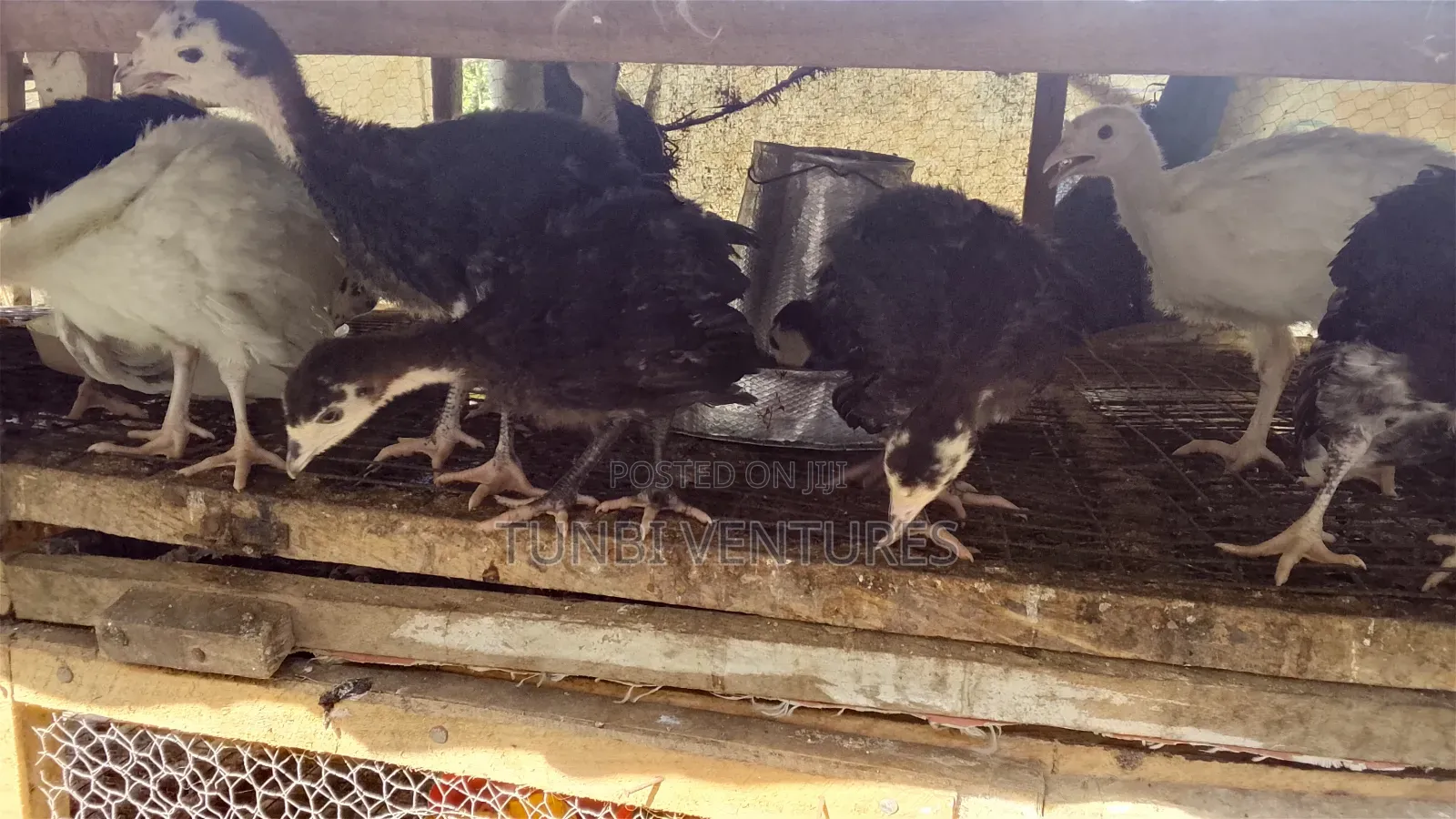 7 Weeks Local Turkeys in Ojo - Farm Animals, Matthew Ojo | Jiji.ng