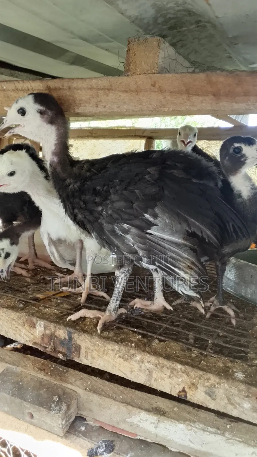 7 Weeks Local Turkeys in Ojo - Farm Animals, Matthew Ojo | Jiji.ng