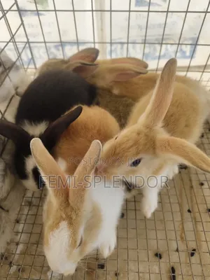 Rabbit for Sale
