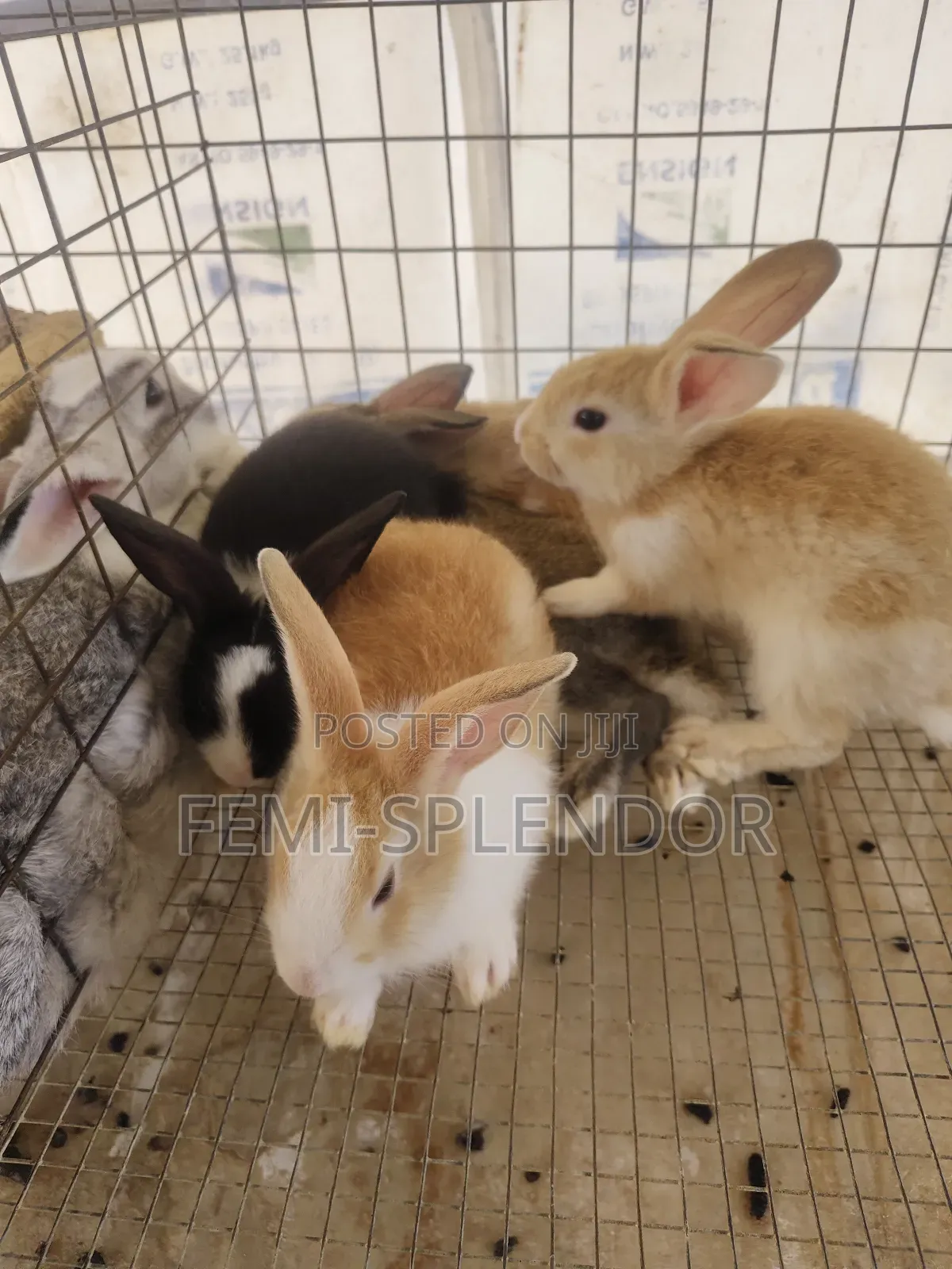 Rabbit for Sale