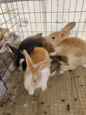 Rabbit for Sale
