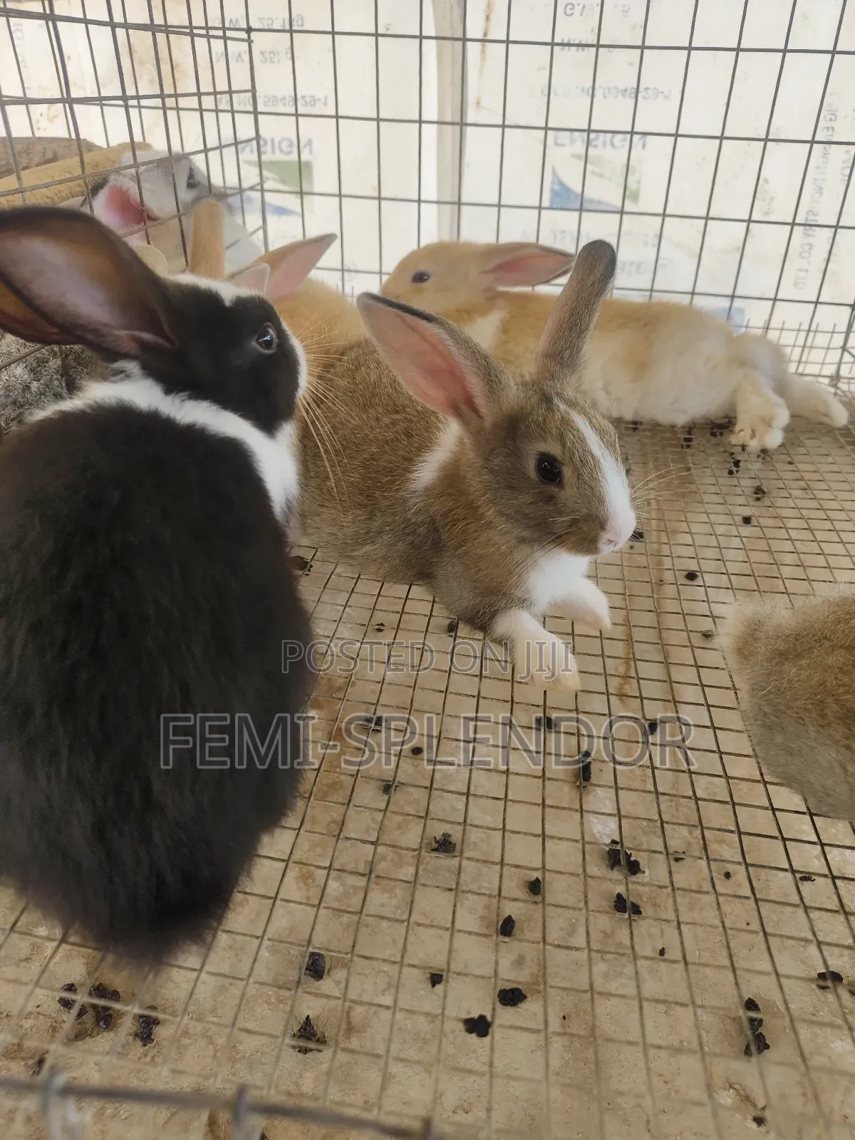 Rabbit for Sale