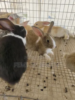 Rabbit for Sale