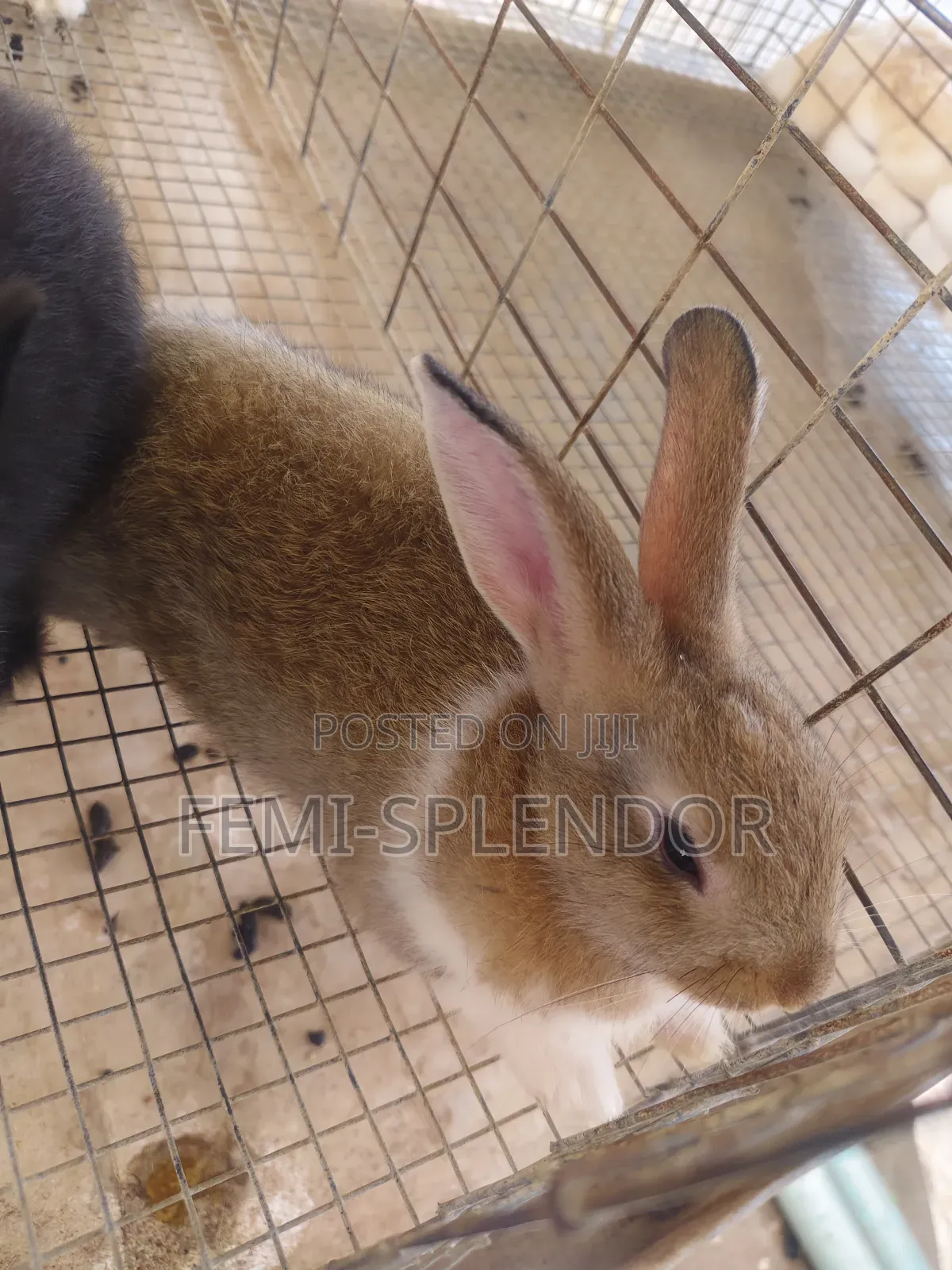 Rabbit for Sale