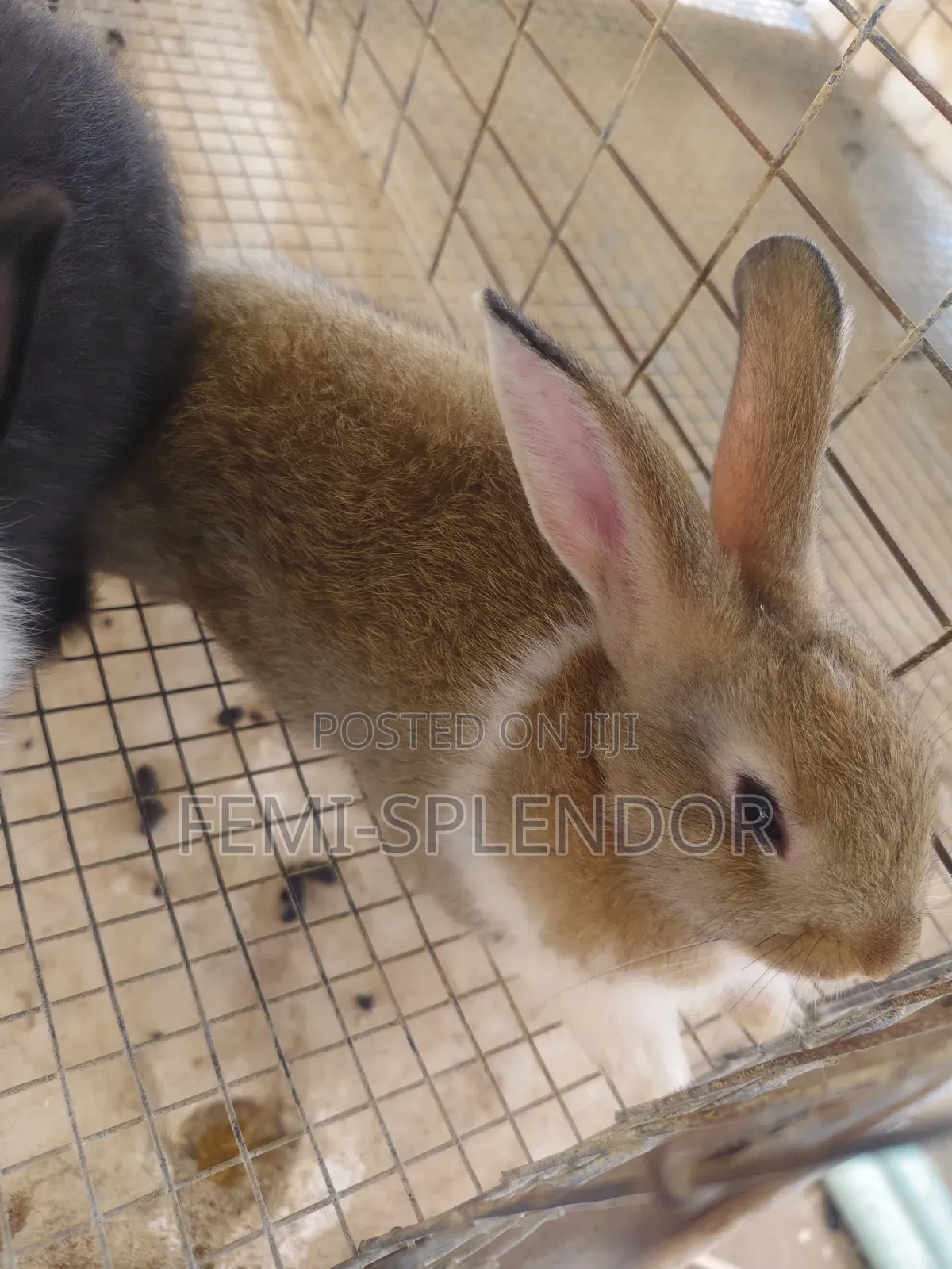 Rabbit for Sale