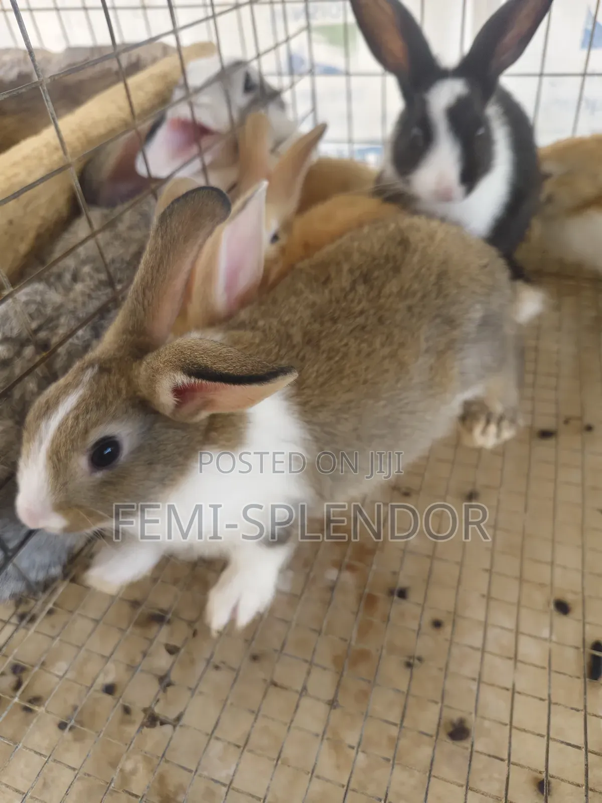 Rabbit for Sale