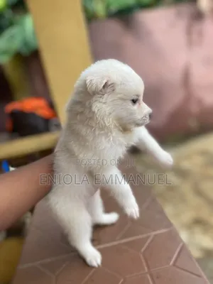 1-3 months Female Purebred American Eskimo