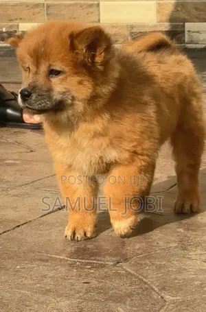1-3 months Male Purebred Chow Chow