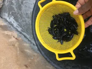 (For 70# Only )Disease-free Catfish Juveniles For Sale