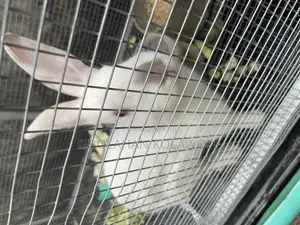 Rabbits for Sale