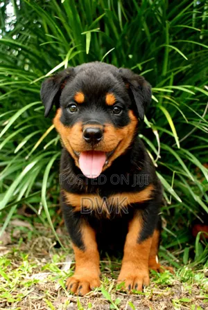 1-3 months Male Purebred Rottweiler