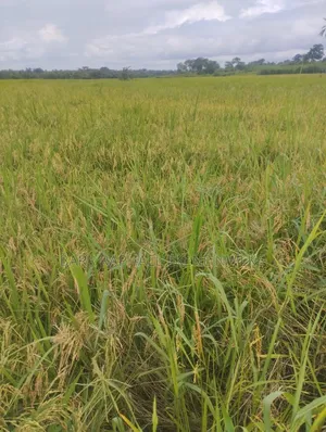 14 Plots of Land for Sale
