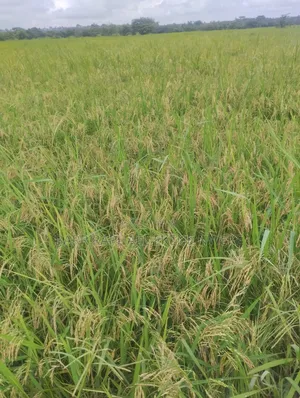 14 Plots of Land for Sale