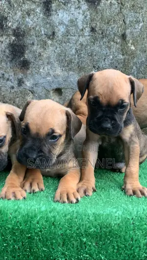 1-3 months Female Purebred Boerboel