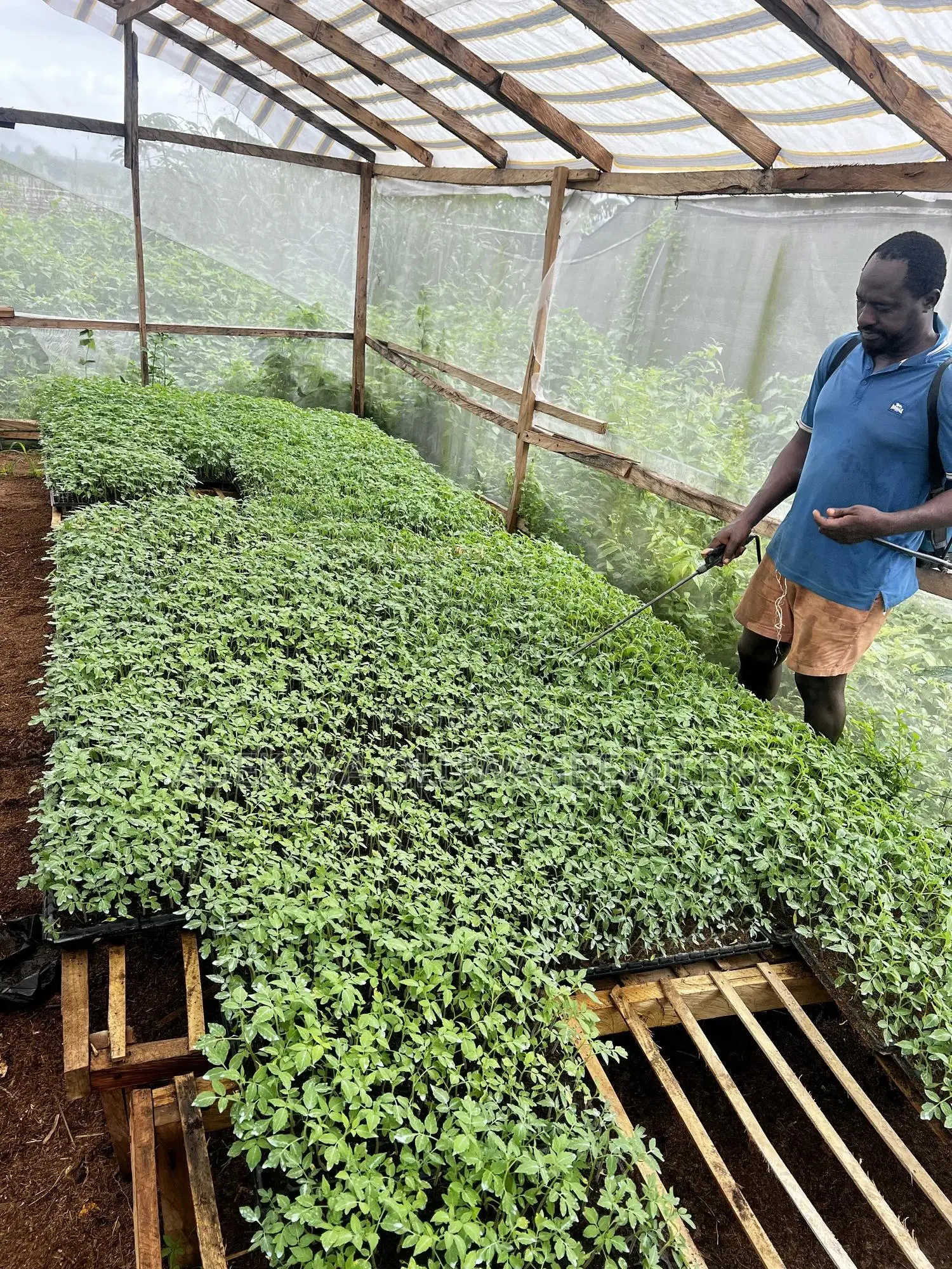 Farm Workers Needed in Ogun State