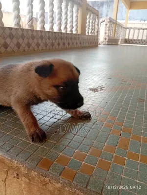 0-1 month Female Purebred Belgian Malinois