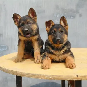 1-3 months Female Purebred German Shepherd