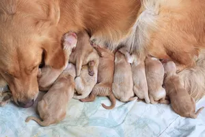 0-1 month Female Purebred Golden Retriever