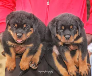 1-3 months Male Purebred Rottweiler