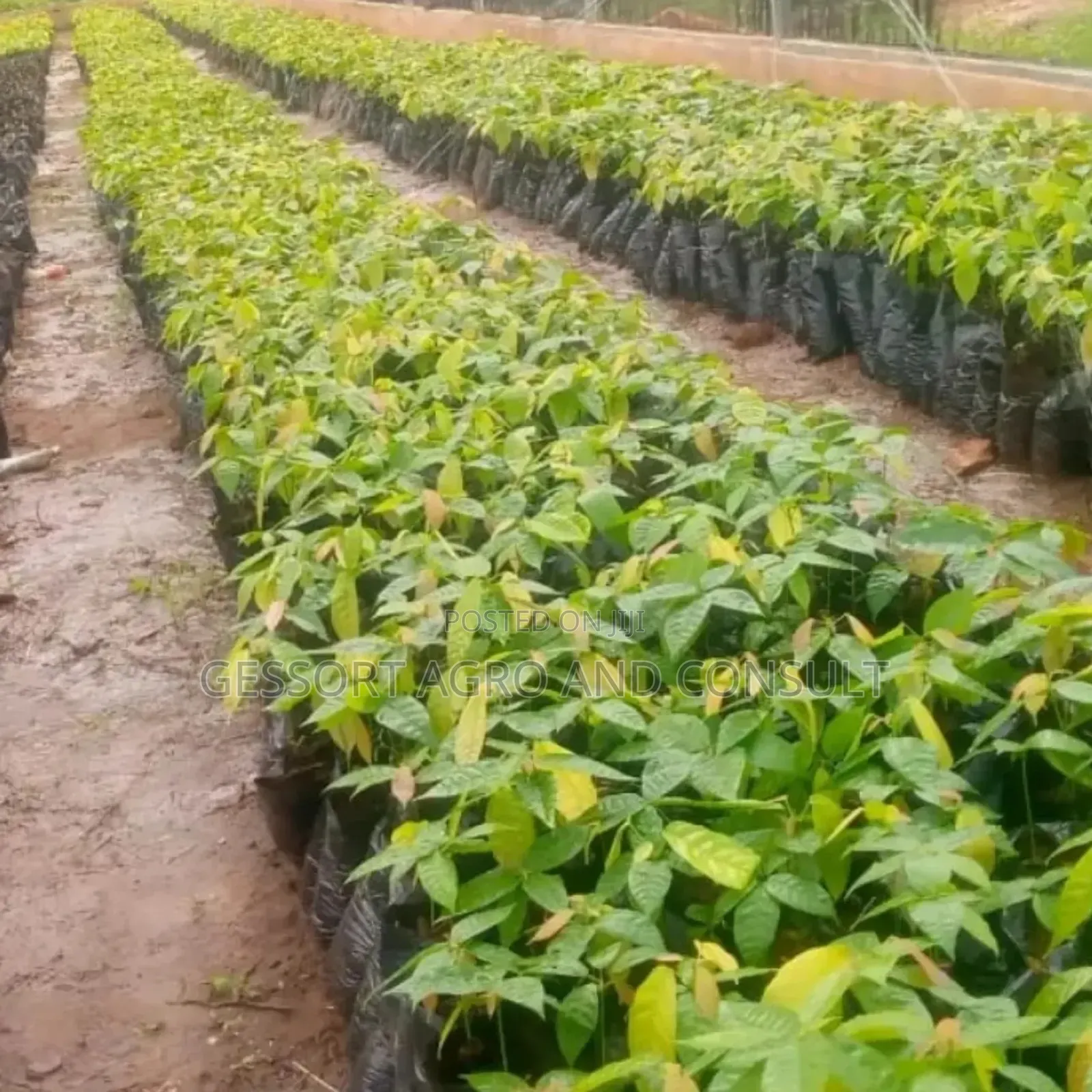 Cocoa Seedlings Tc Series