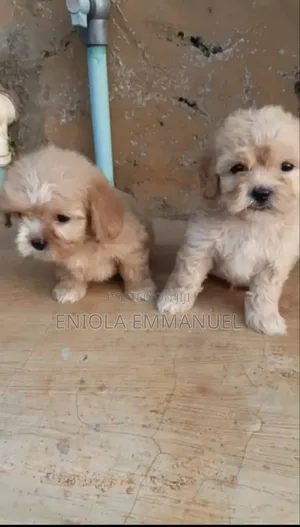 1-3 months Female Purebred Lhasa Apso