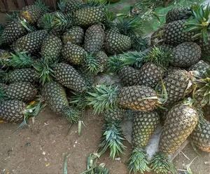 A Pineapple Fruit