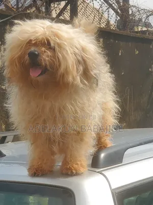 1+ year Male Purebred Lhasa Apso
