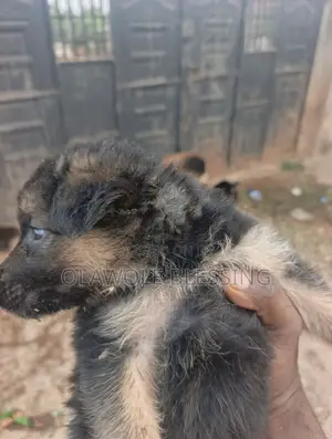 1-3 months Female Purebred German Shepherd