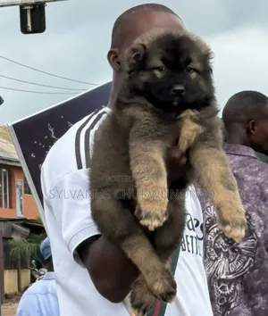 1-3 months Female Purebred Caucasian Shepherd