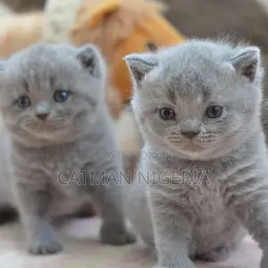 1-3 months Female Purebred British Shorthair