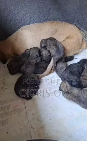 0-1 month Female Purebred Boerboel