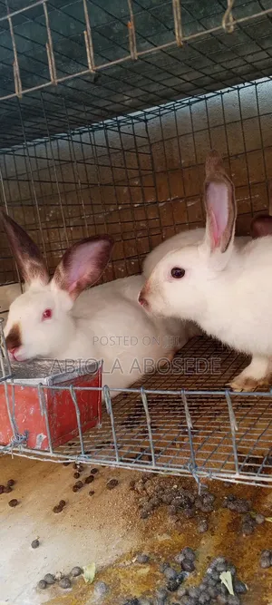 Rabbit for Sale at Affordable Price