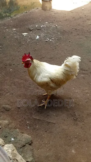 Mature Cockerel