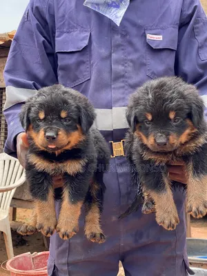 1-3 months Female Purebred Rottweiler