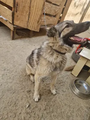 1+ year Female Purebred Caucasian Shepherd