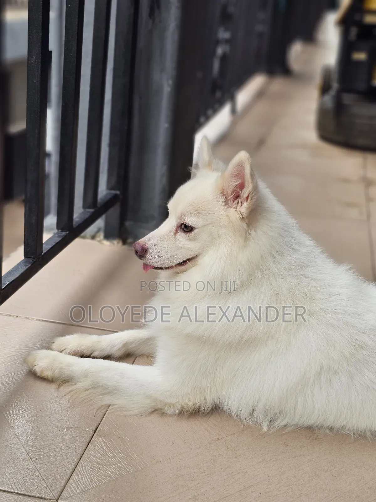 American Eskimo Available for Stud