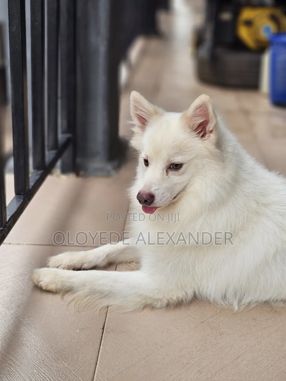 American Eskimo Available for Stud