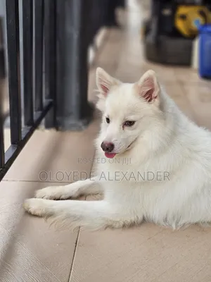 American Eskimo Available for Stud
