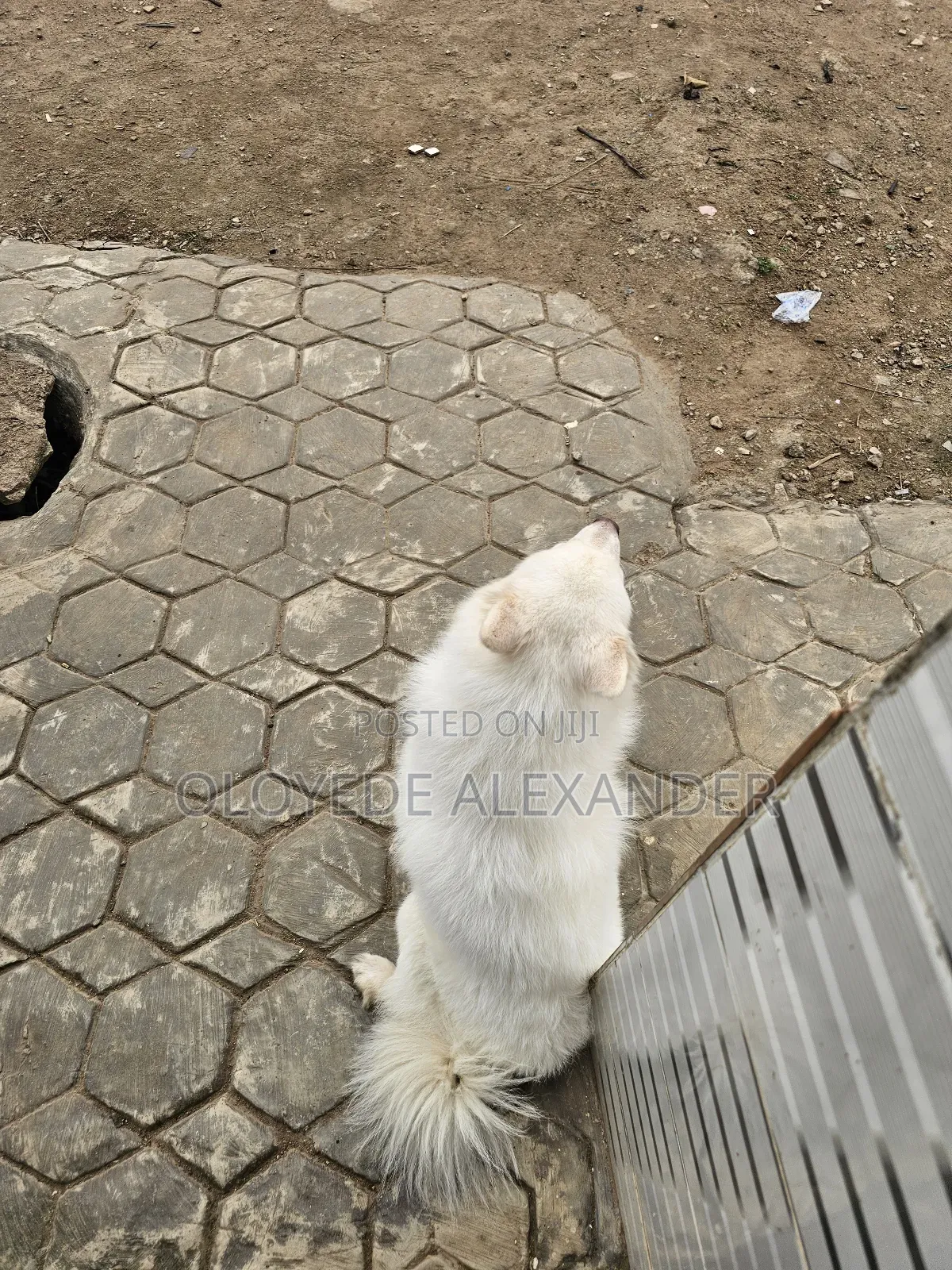 American Eskimo Available for Stud