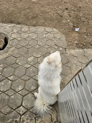 American Eskimo Available for Stud
