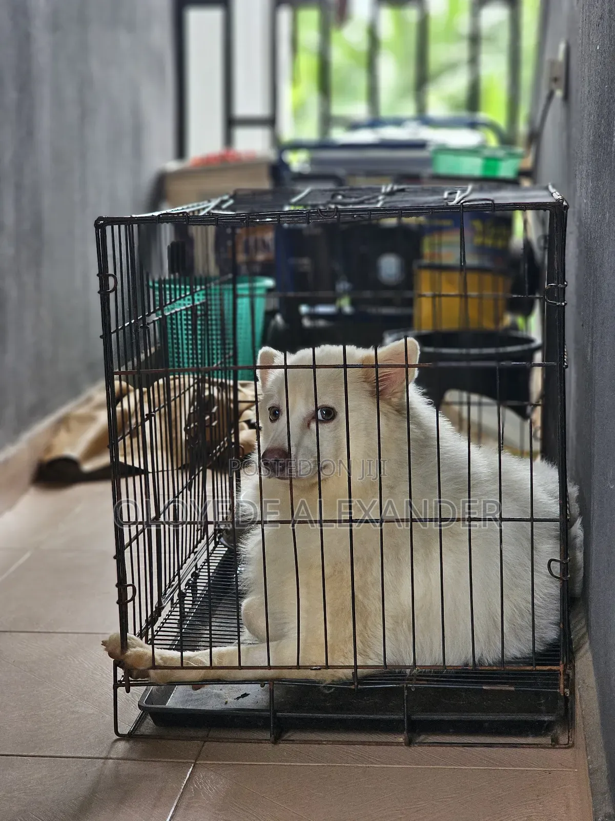 American Eskimo Available for Stud