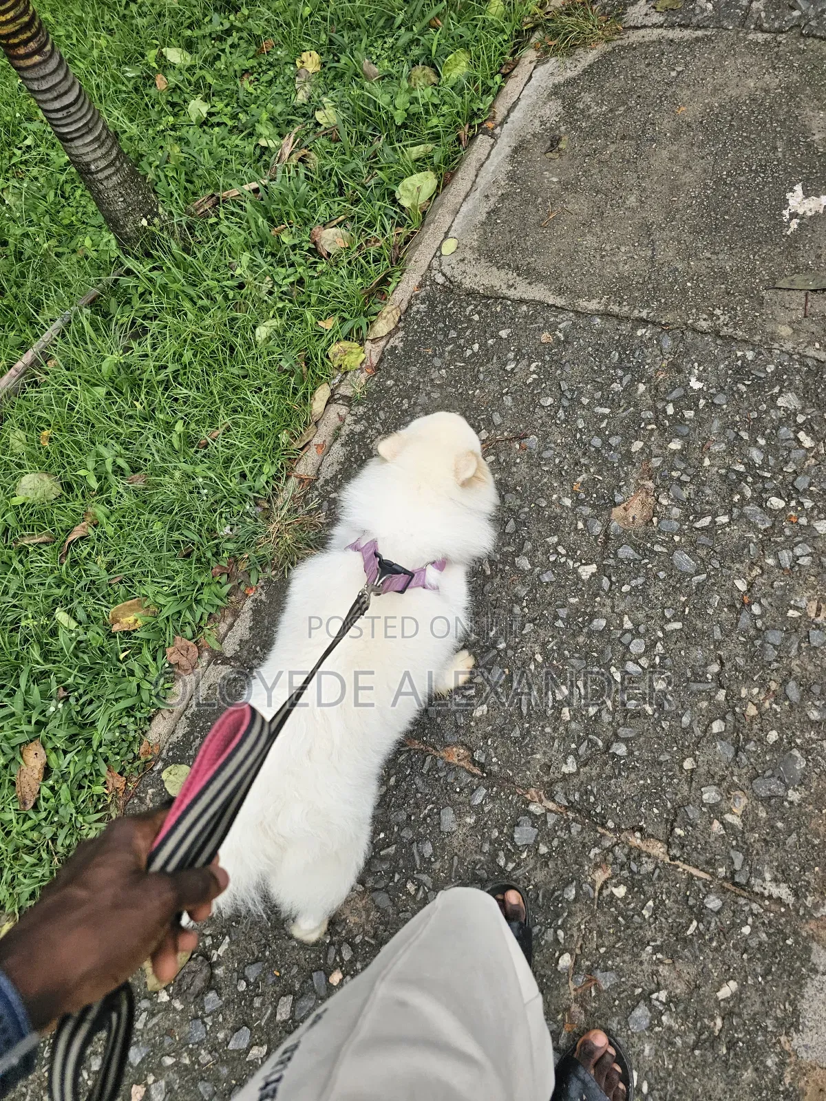 American Eskimo Available for Stud
