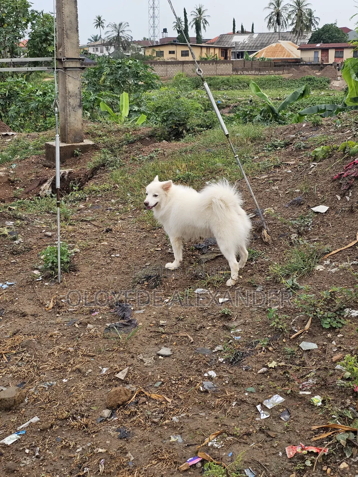 American Eskimo Available for Stud