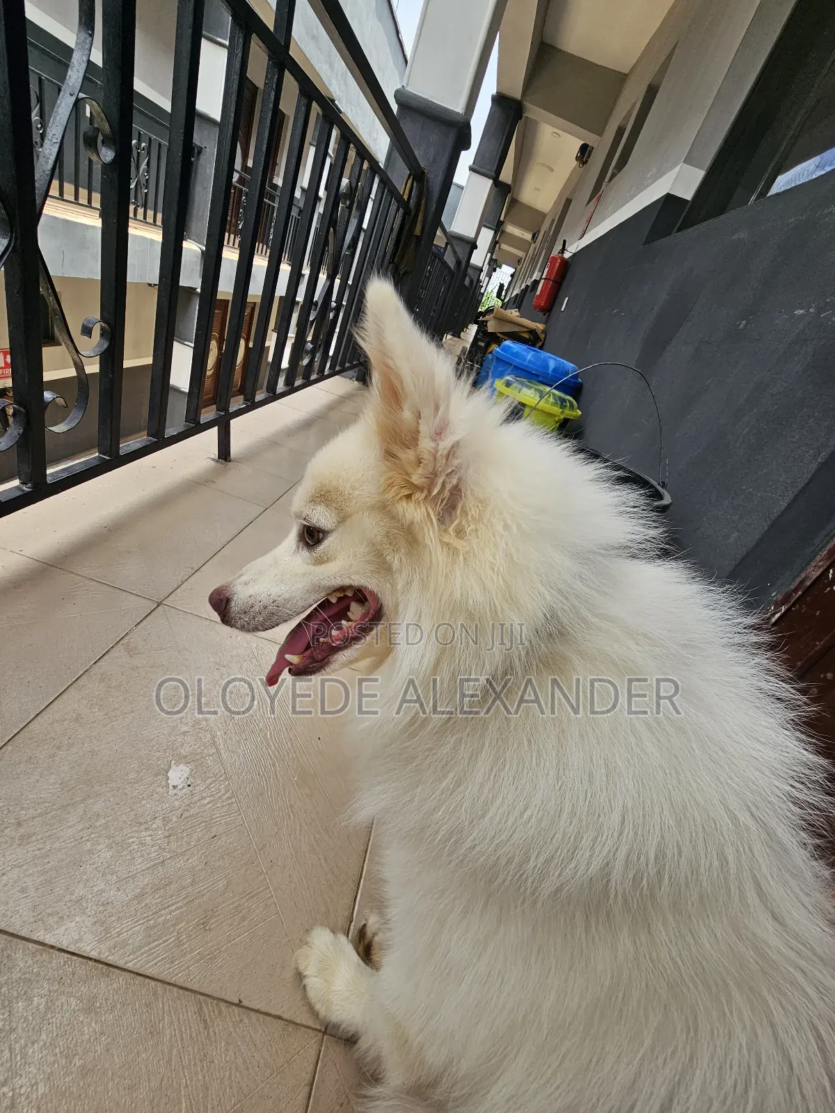 American Eskimo Available for Stud