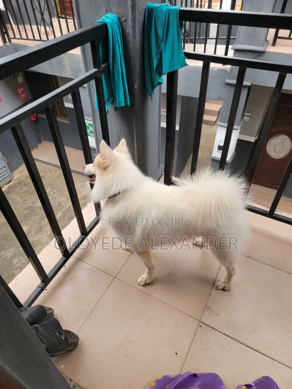 American Eskimo Available for Stud