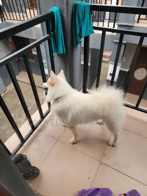 American Eskimo Available for Stud