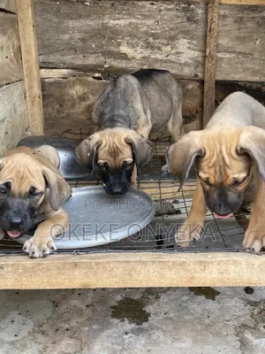 1-3 months Female Purebred Boerboel